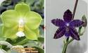 P. (LD Emerald Bear x Miro Green Dream) x Yang Yang Blue Baby
